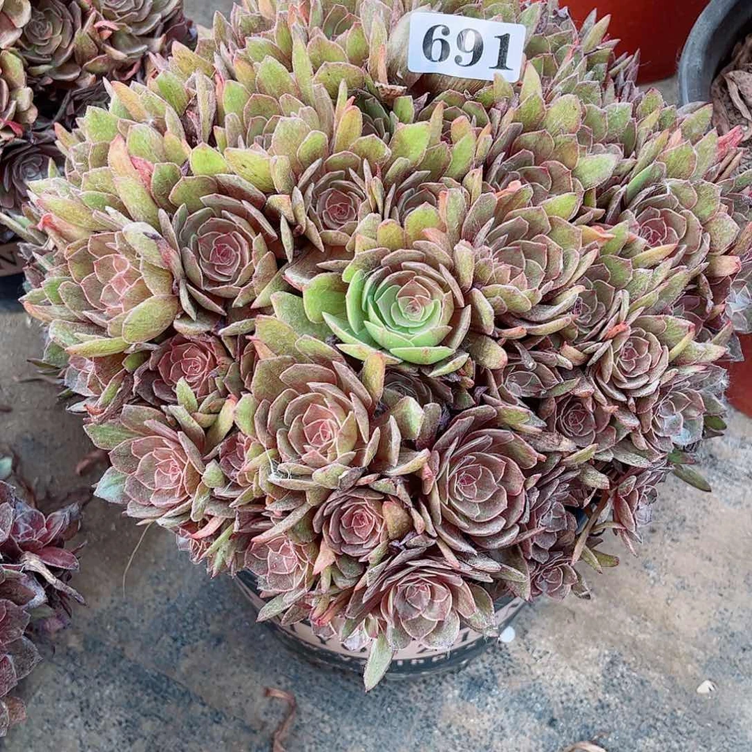 无花朵孔**k多肉植物红丝绒寄养691