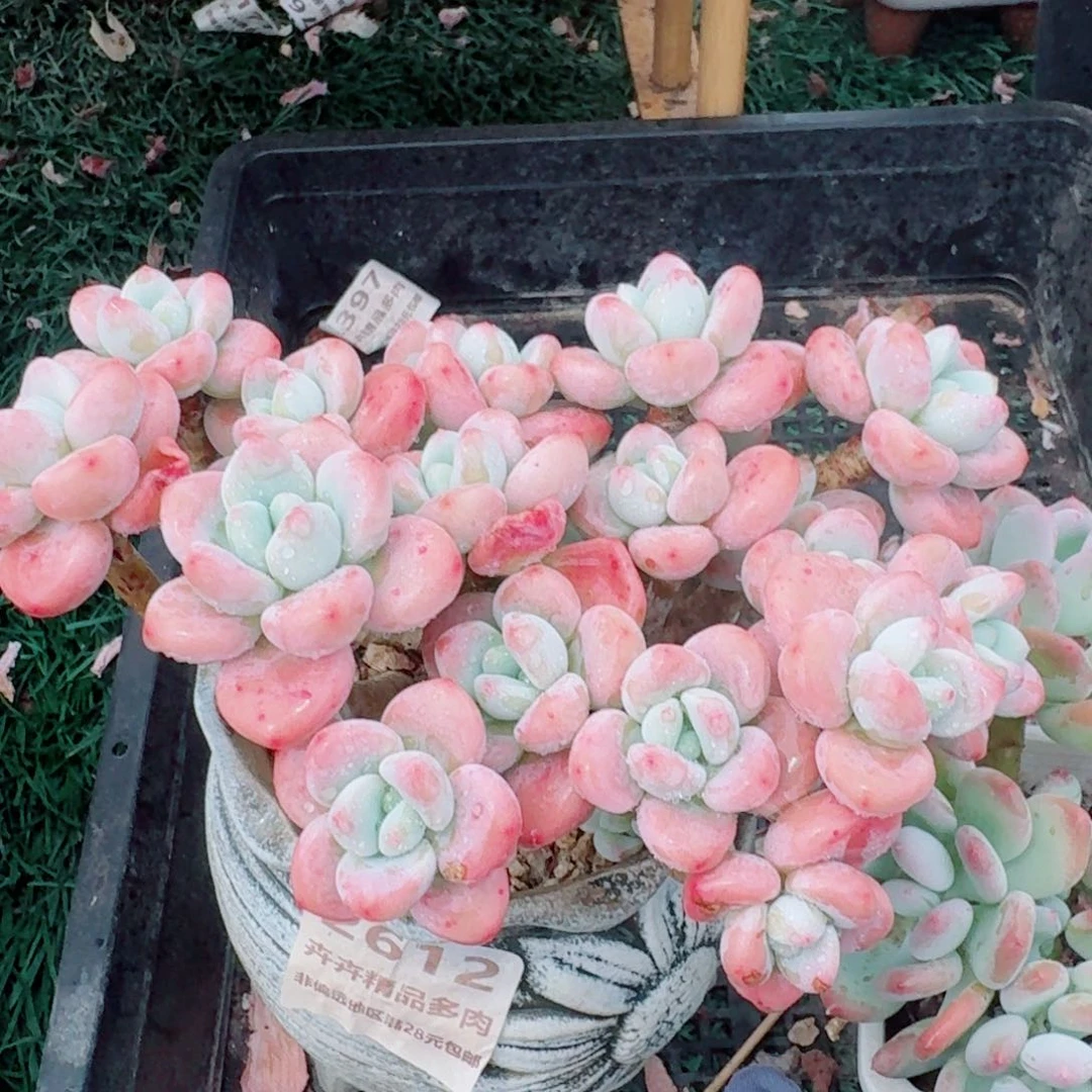 2612一物一拍（满28包邮