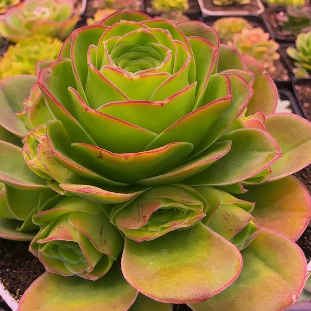胧月捧花12235335534656