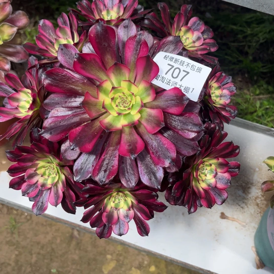 707美姬多肉植物法师