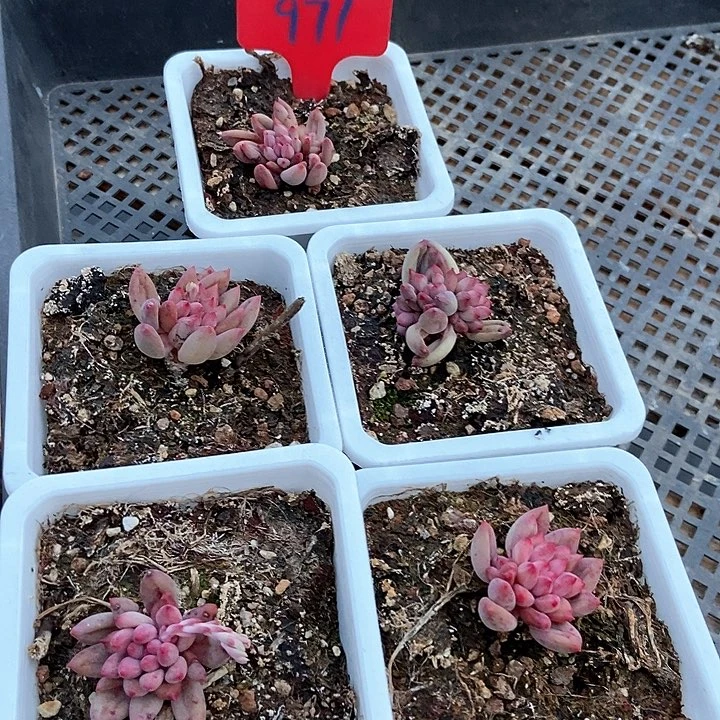 多肉植物971多肉量拍971