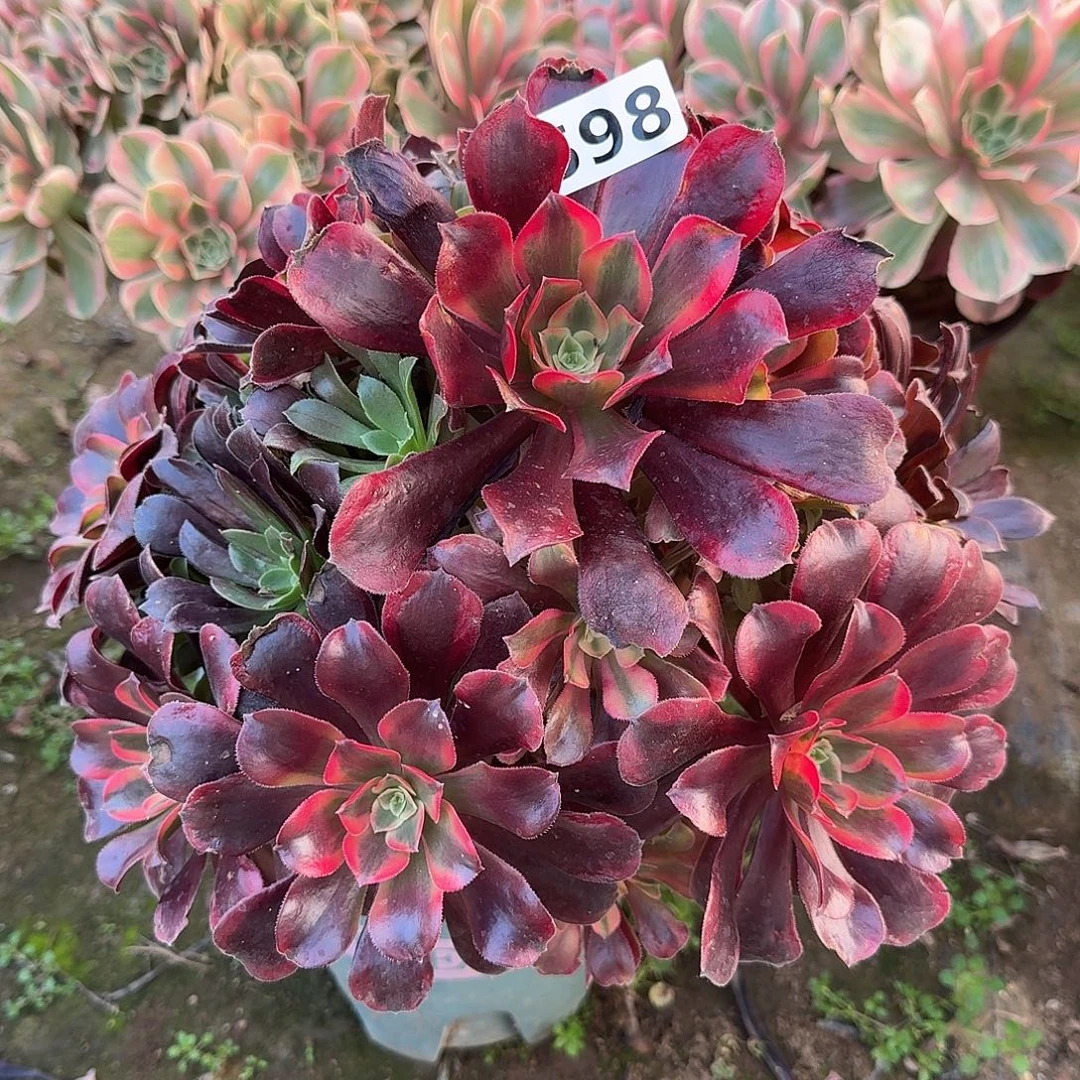 多肉植物蒙娜丽莎598