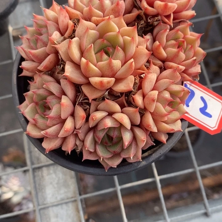 花****e一物一拍本吧72