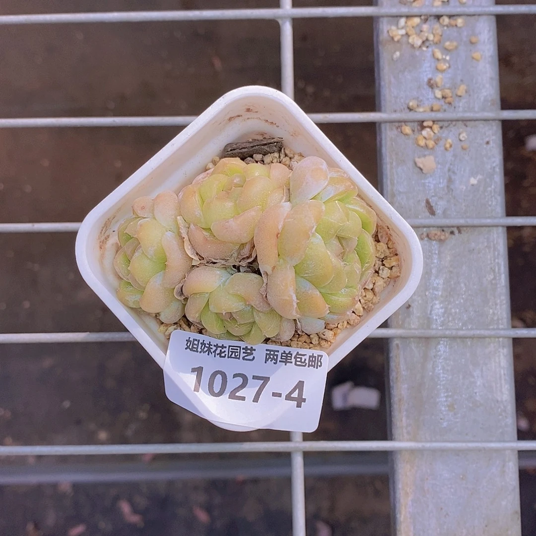 水***儿1027-4-专拍芝士群福利一颗