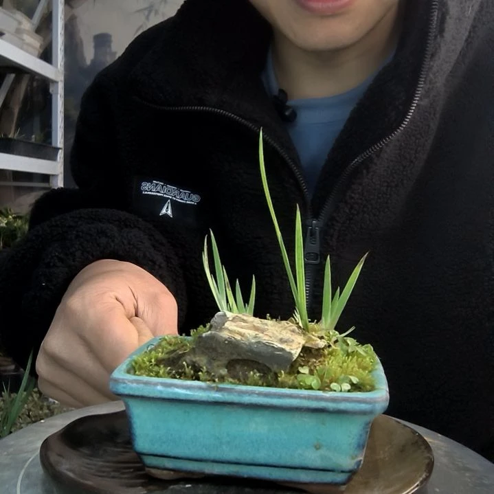 用****8小盆景小植物一物一拍66