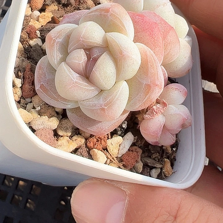 三头珍妮心冰玉群老桩1335号