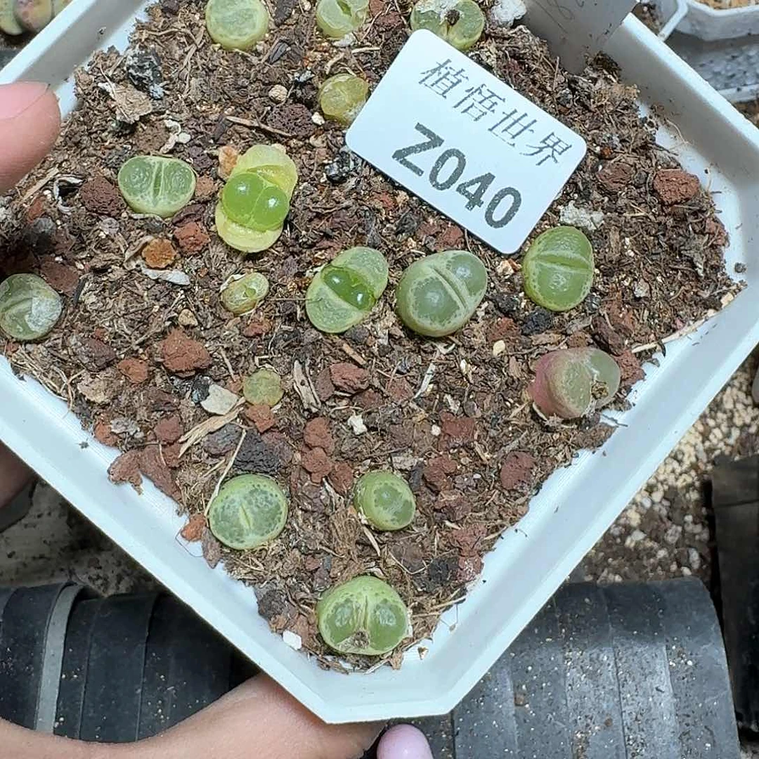 040盒多肉植物哇dv v