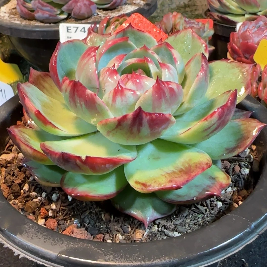 花脸惊鸿一物一拍包装收缩花旱269