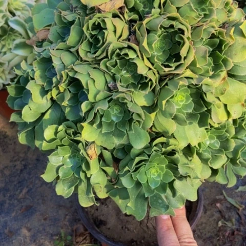 绿玫瑰缺水了浇水就好40多肉