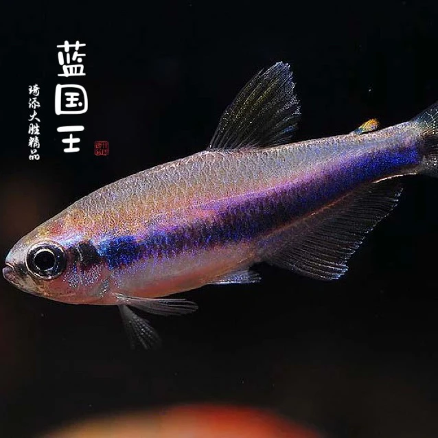 观赏鱼 蓝国王观赏鱼