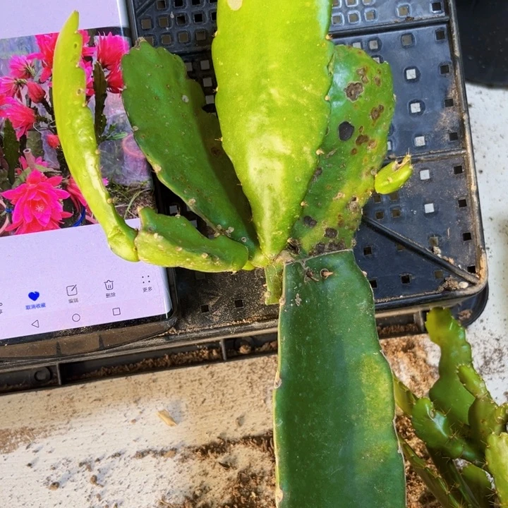 当前无花栽培后可以开花137