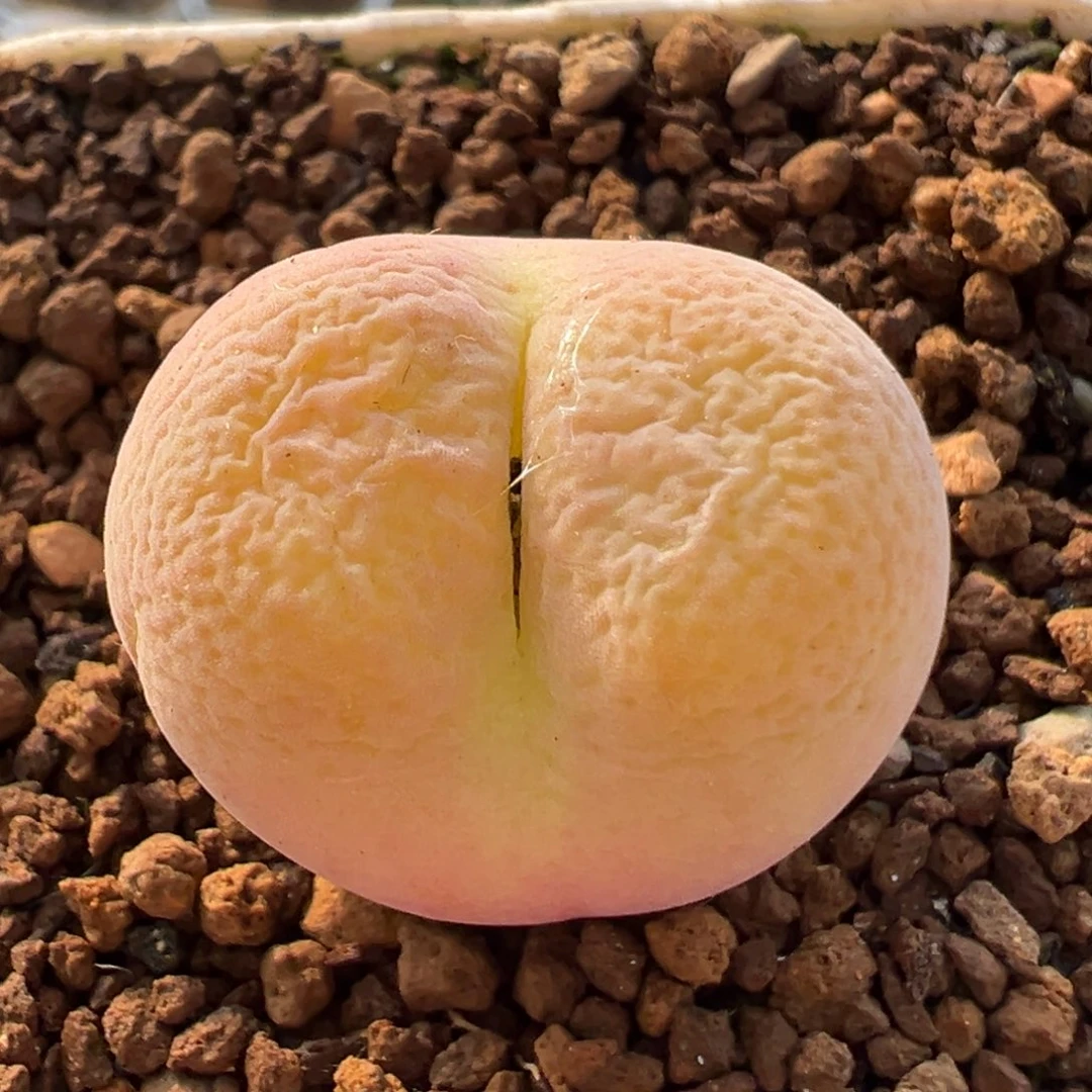 90多肉植物百科植物