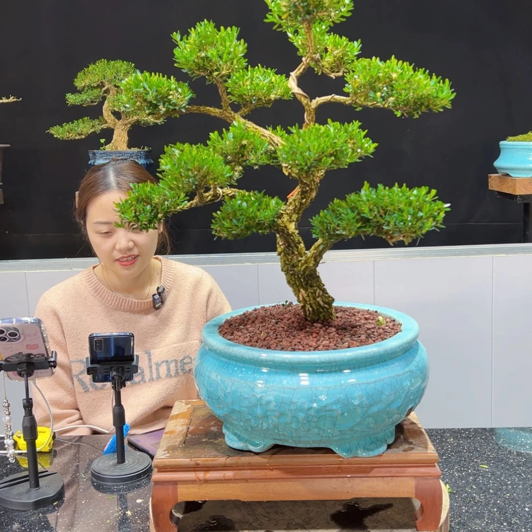 黄杨盆景老桩四季长青月*