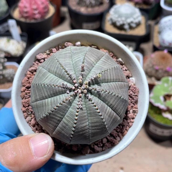 388实生大欧布仙人球