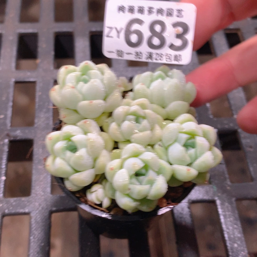 肉萌萌拇指盆精控多肉ZY683