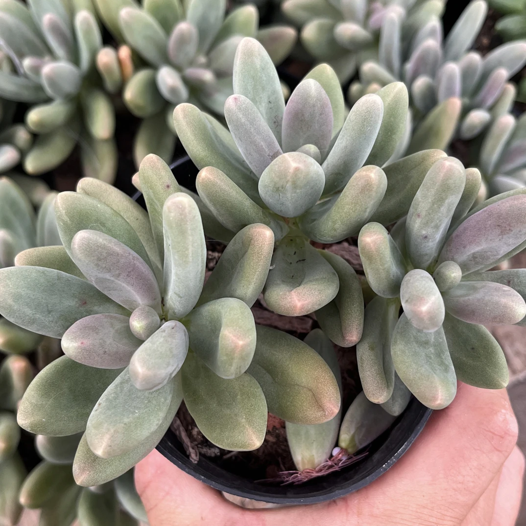 【任意下单即包邮】糖果美人群11厘米多肉植物，脱土发货