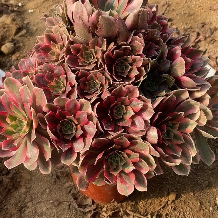 180女妖对肉植物的