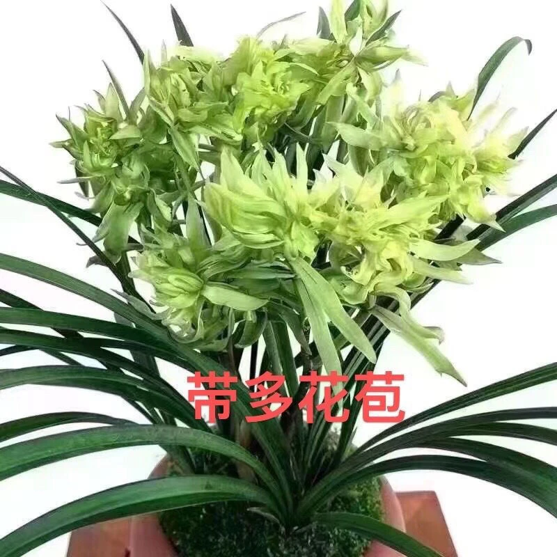 春兰花开富贵奇花多瓣浓香型室内绿植盆栽