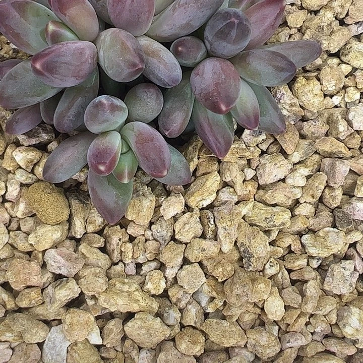 摩登女郎111111111