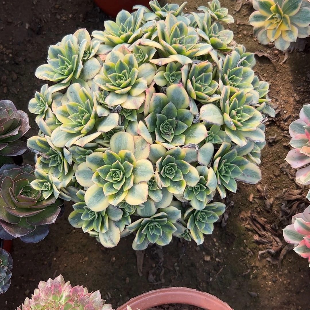 多肉植物老庄星爆