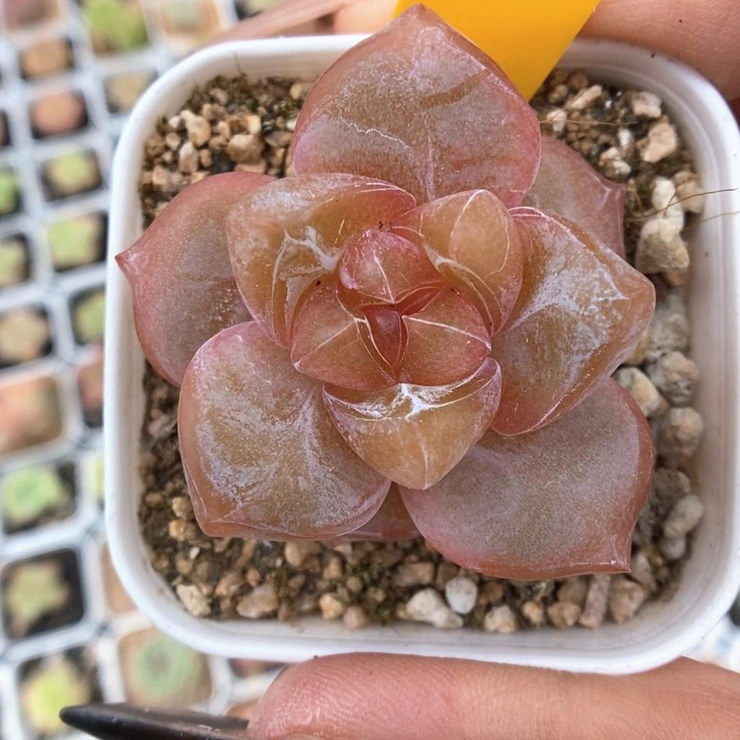 粉钻心珍妮480号。