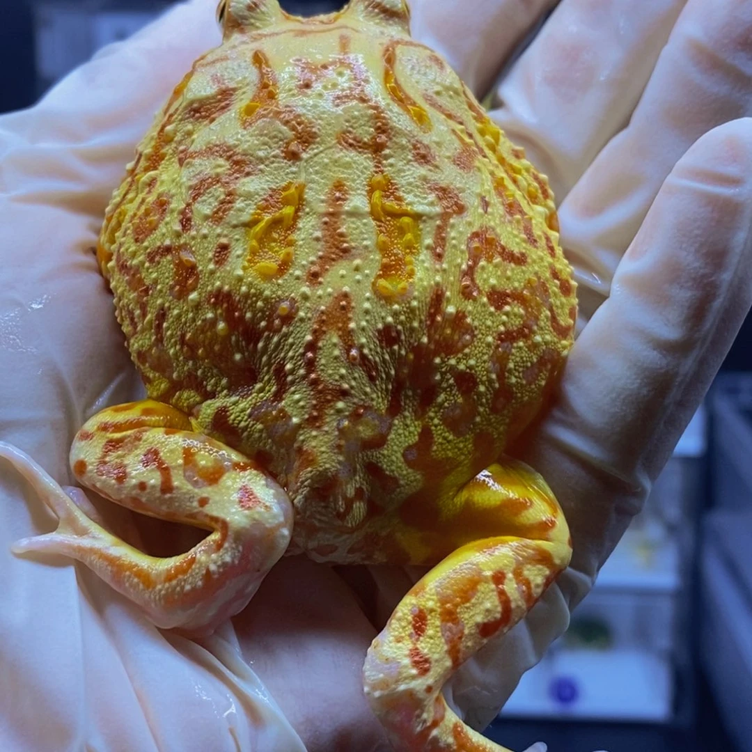 小***u角蛙角蛙闪购专属链接