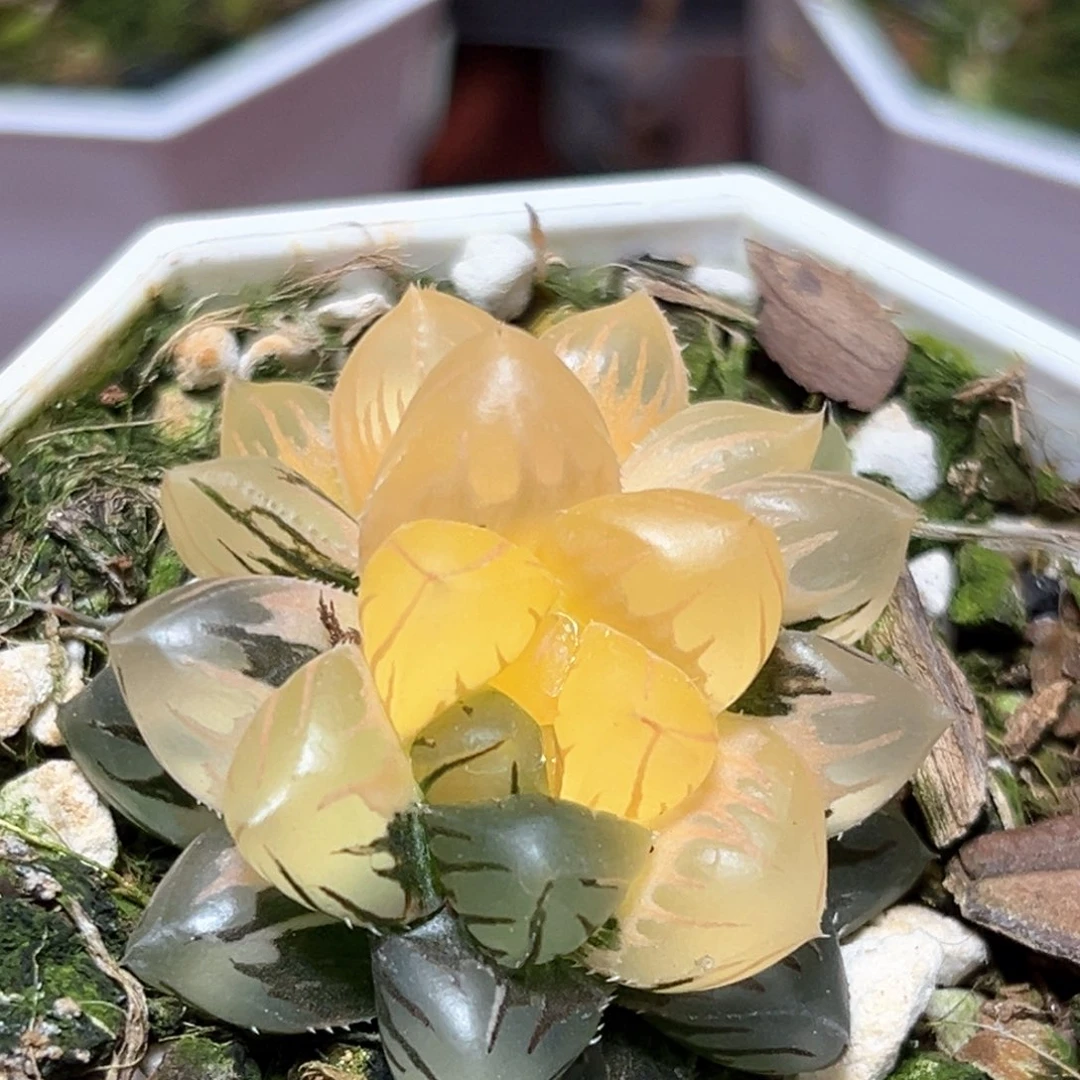 恭喜发财大吉大利524