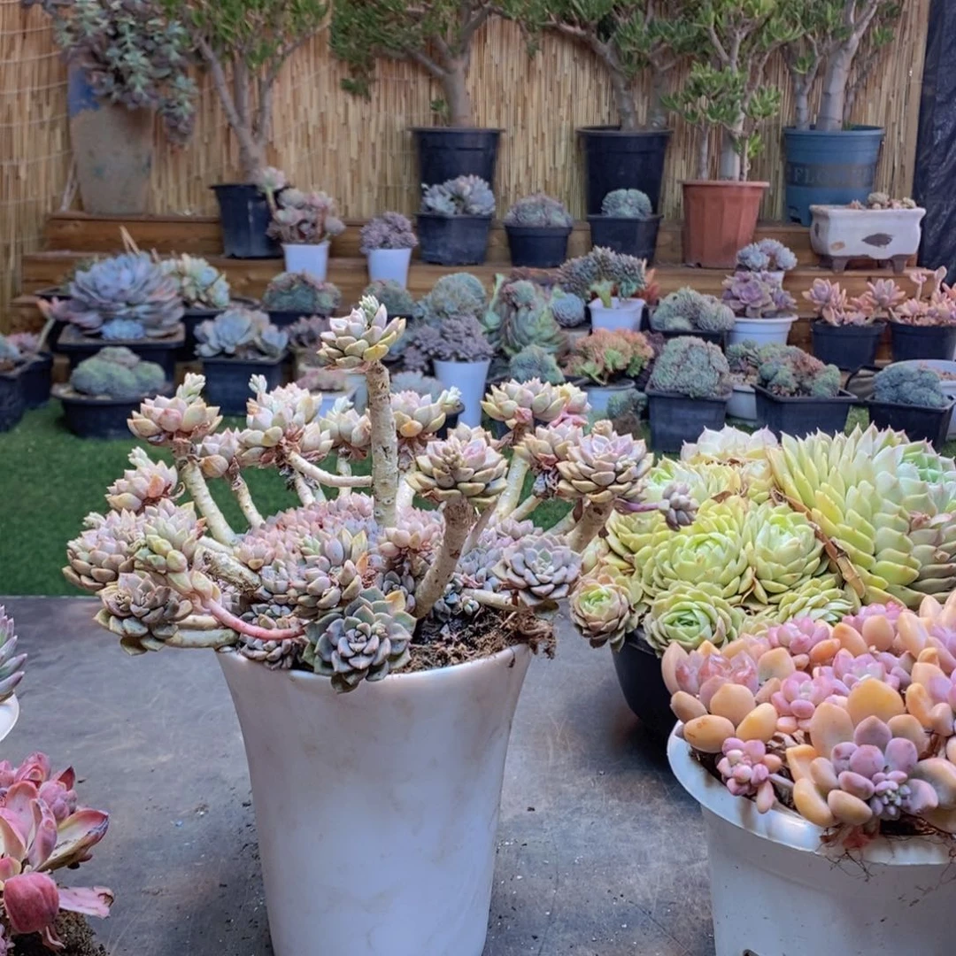 L**aB132号粉布偶老桩