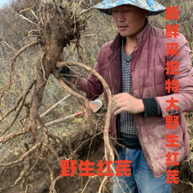 (红芪)甘肃野山采挖红芪500克包邮特大无硫磺新货现切