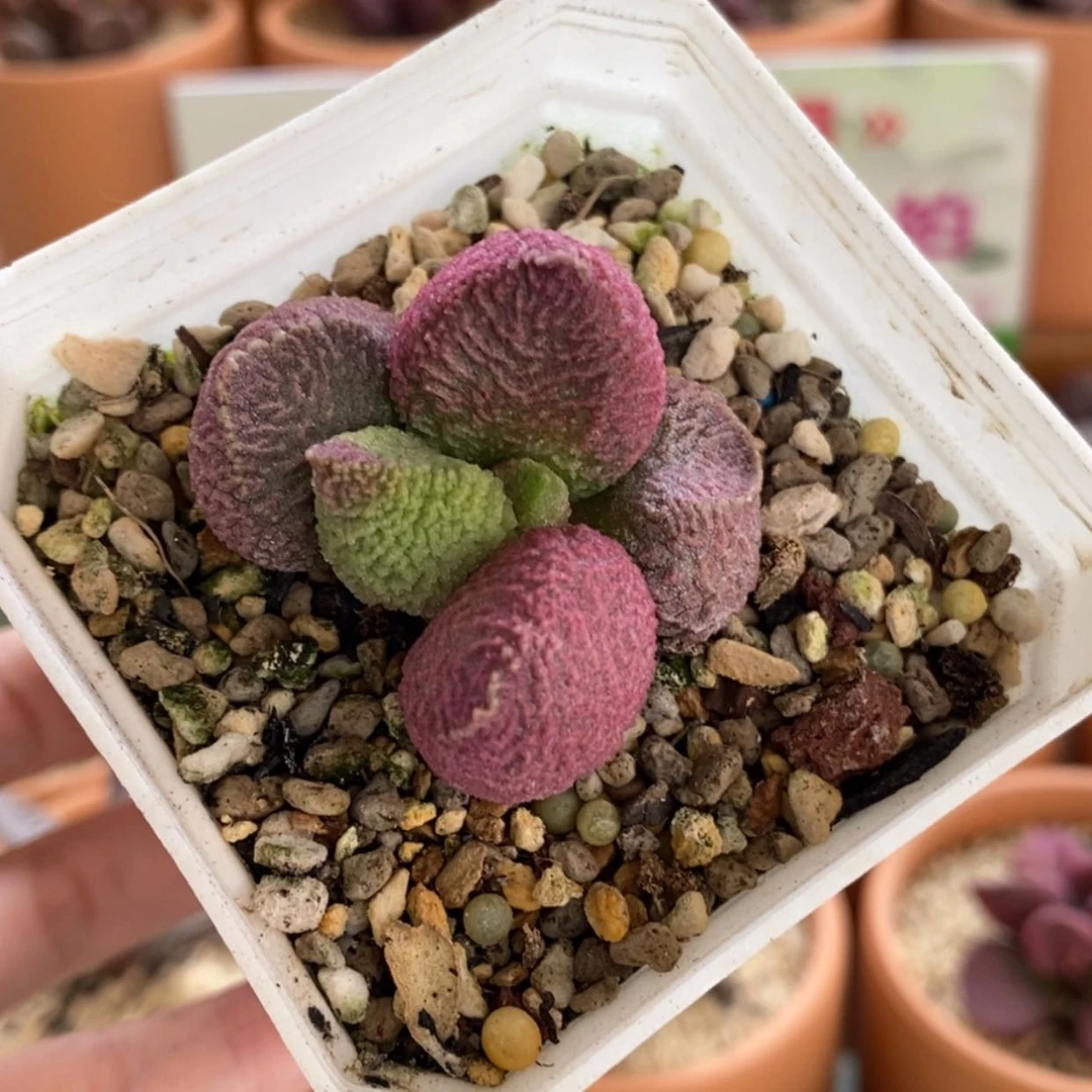 【闪购商品】无花朵