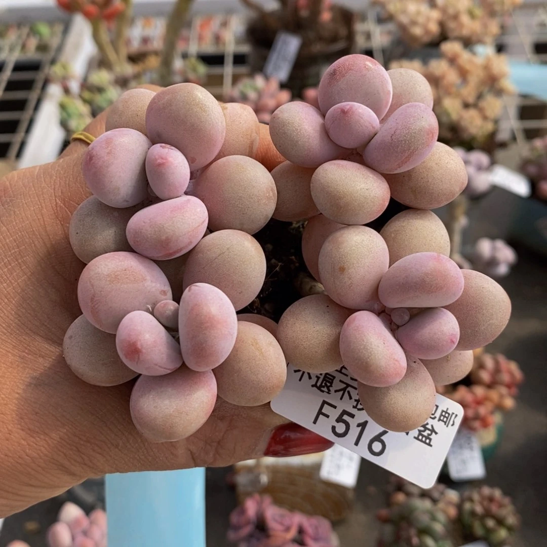 糖果桃蛋516/7c m