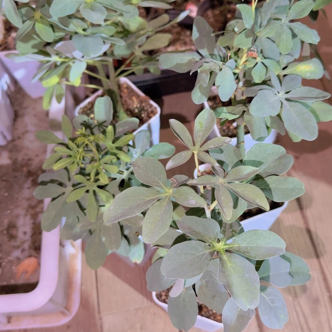 块根植物块根植物