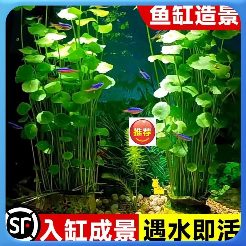鱼缸盆栽水草绿植铜钱草净化办公室内水培水养造景植物四季鱼花卉