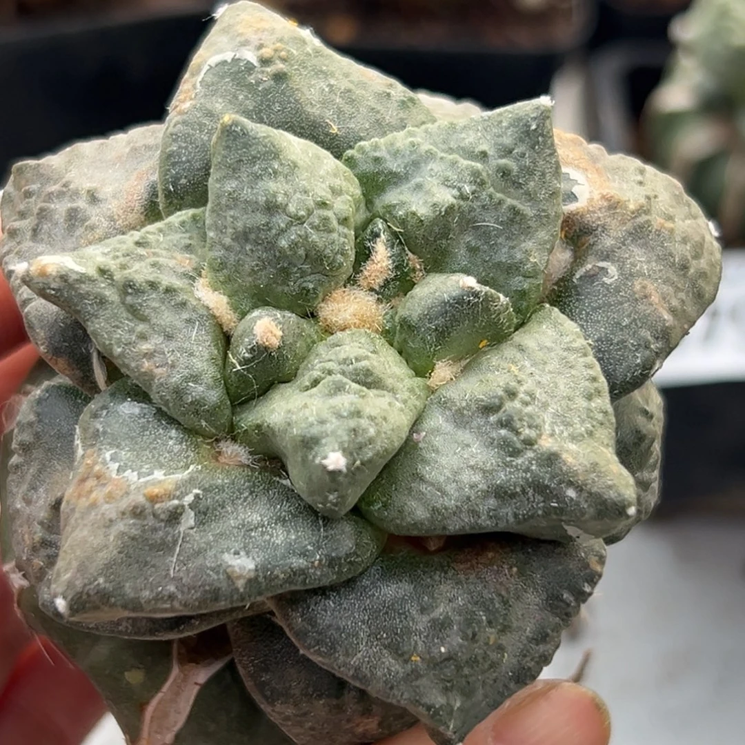 661 仙人球的比赛将