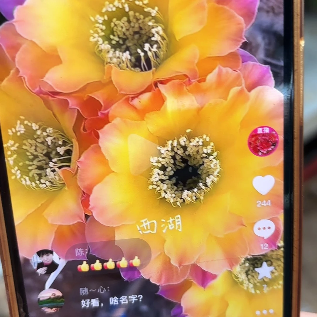 Us47彩侧牙20包邮仙人球36