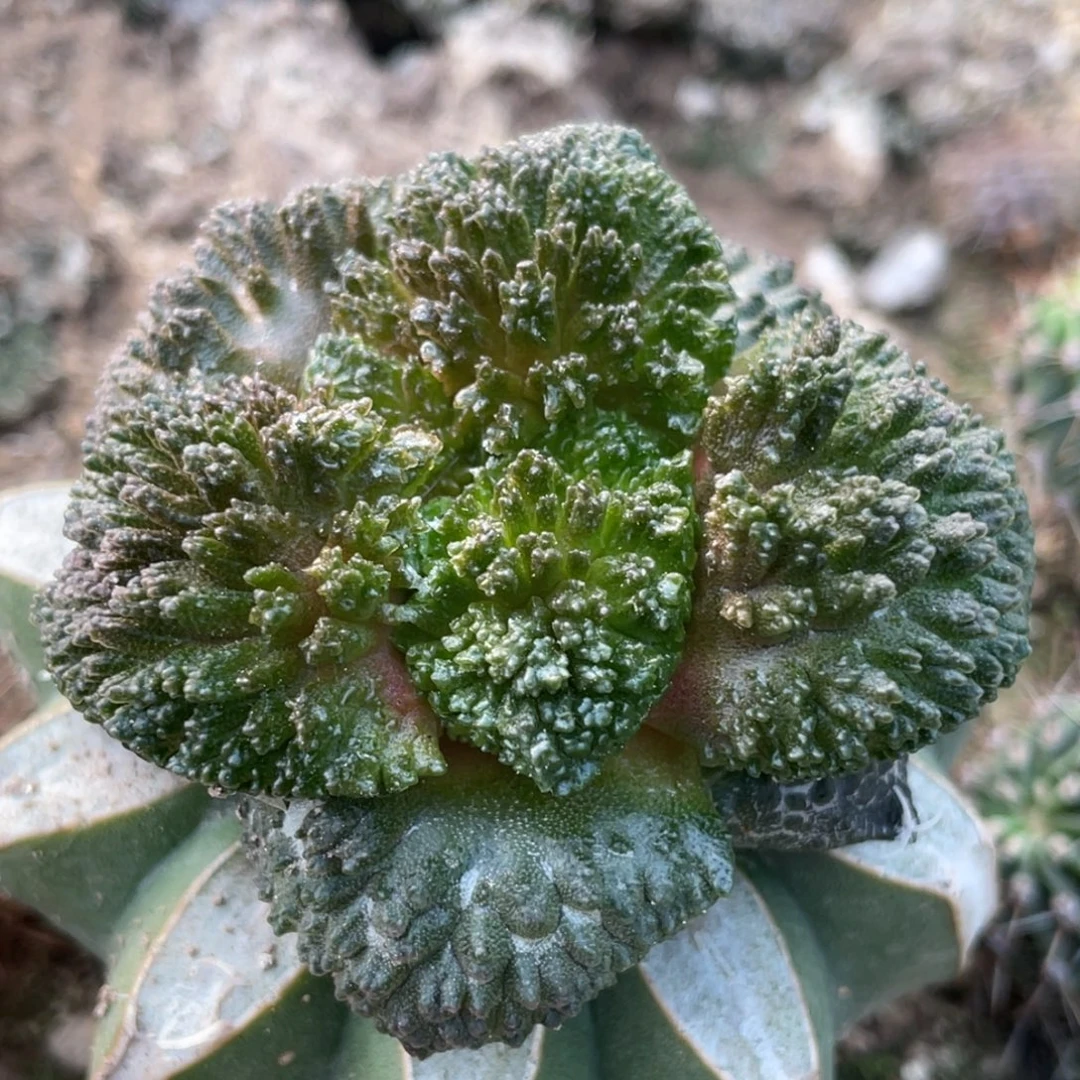 全部花朵炸犹菜花牡丹028