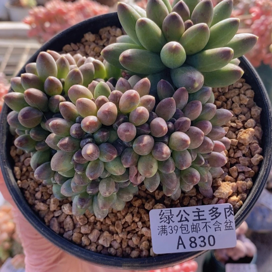香蕉树缀12cm830多肉植物