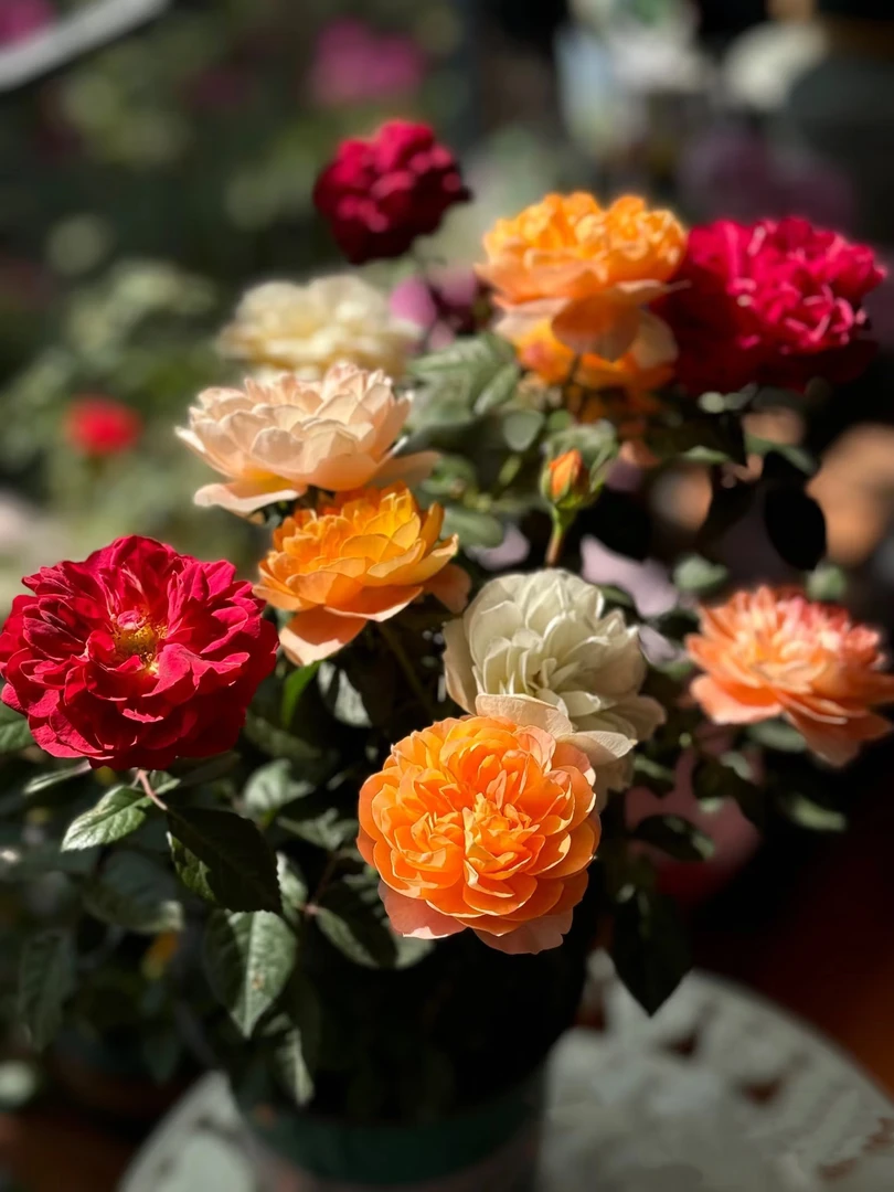 【全疆包邮】多色混色欧月室内外好养护室外可过冬长期花