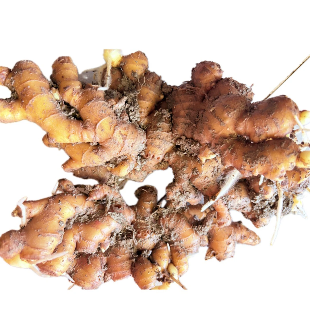 江西赣南小黄姜生姜新鲜现挖嫩姜仔姜老姜批发价新鲜蔬菜