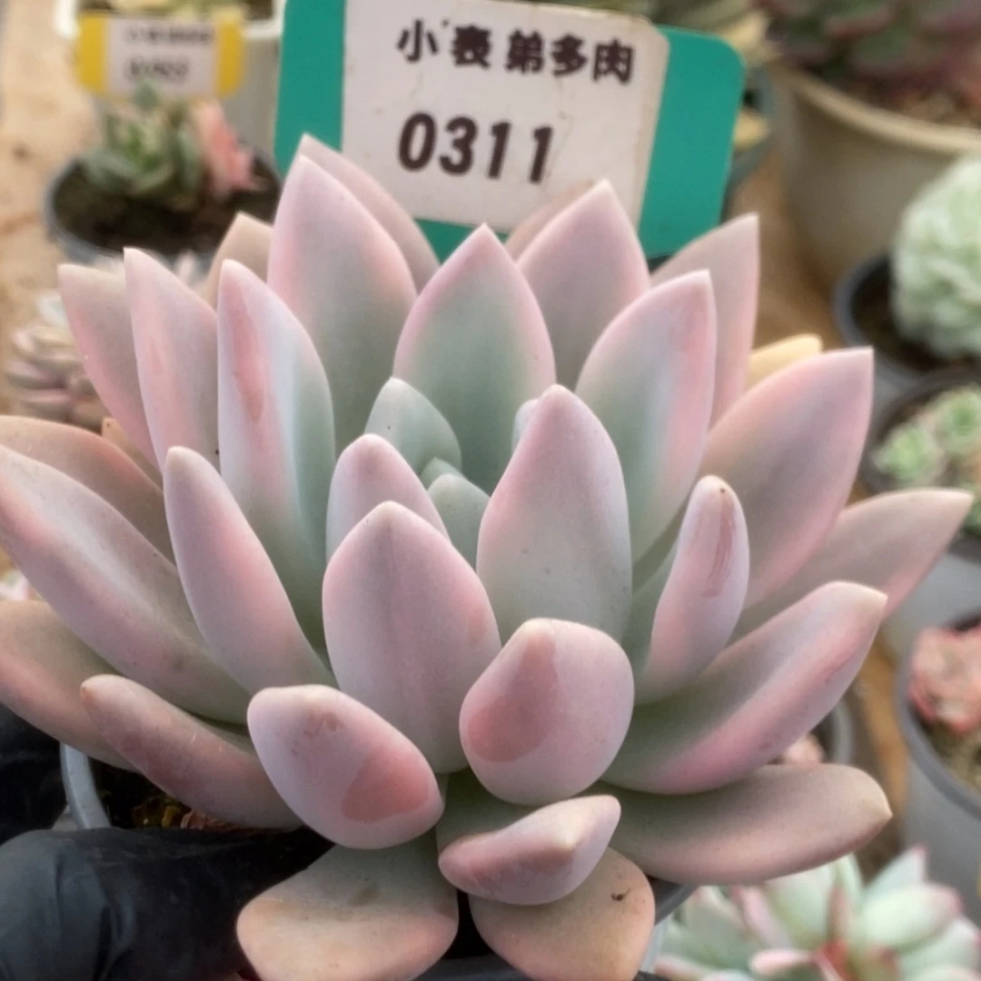 311大尺寸奥普锦锦锦锦