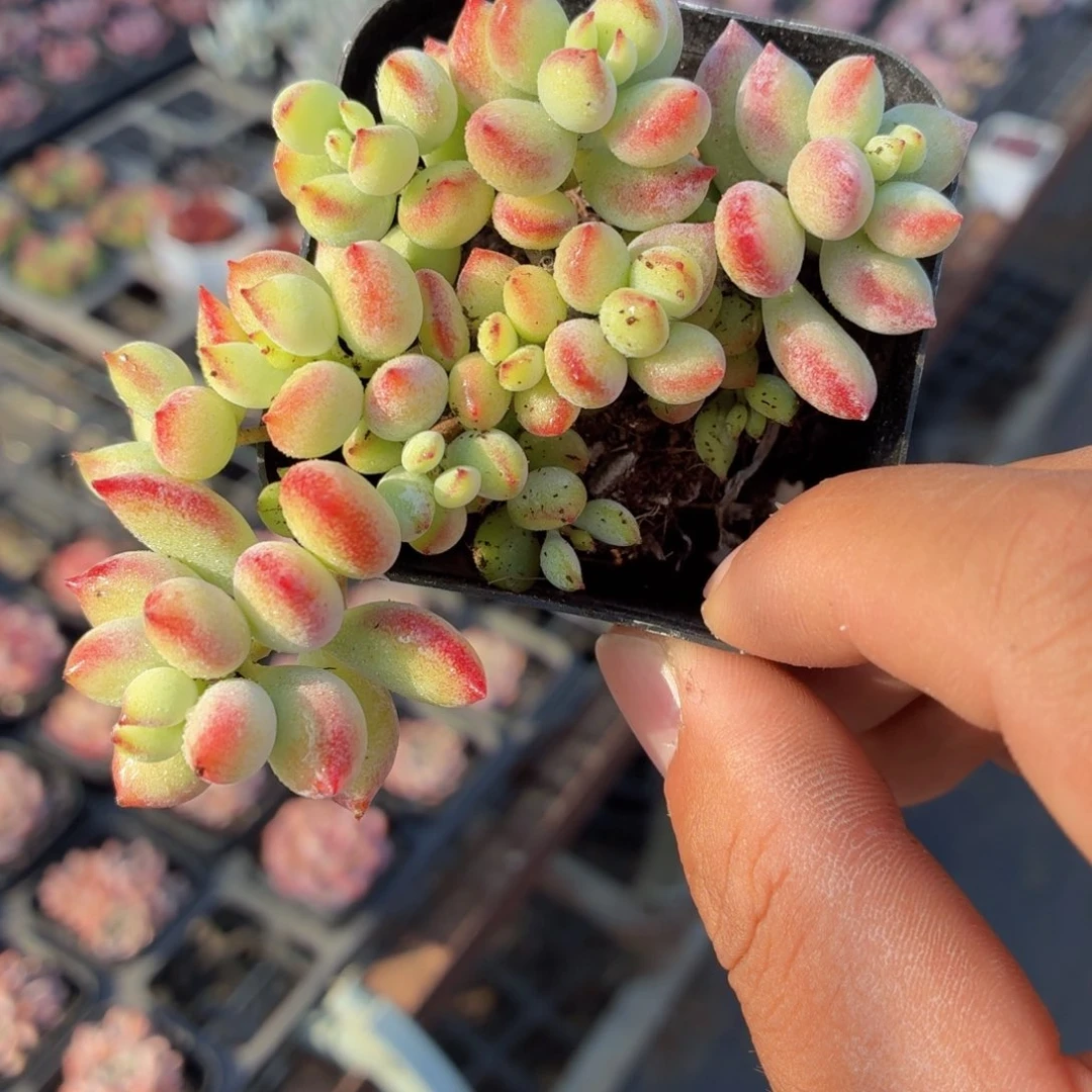 达摩福娘多肉9.9包邮发货