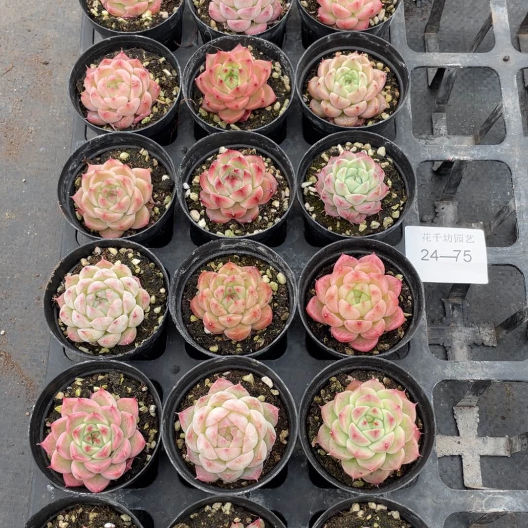 一物一拍18颗24-75