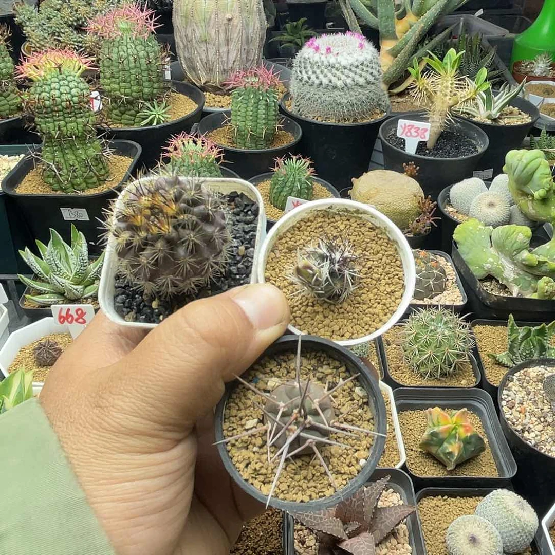 小**七粉丝专拍仙人球多肉植物