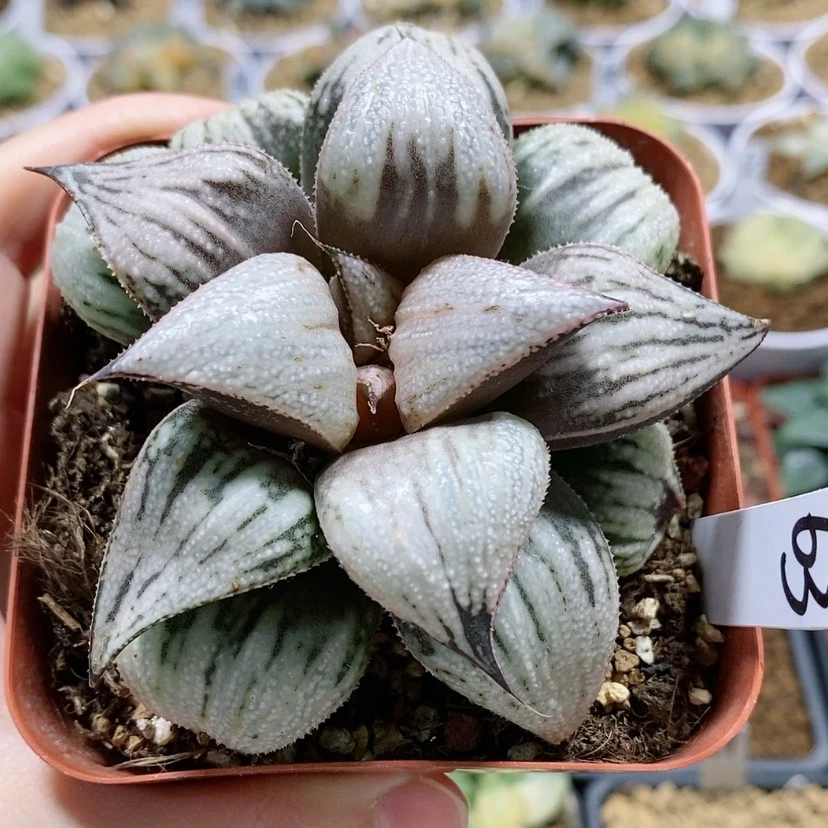 【闪购商品】63皇妃