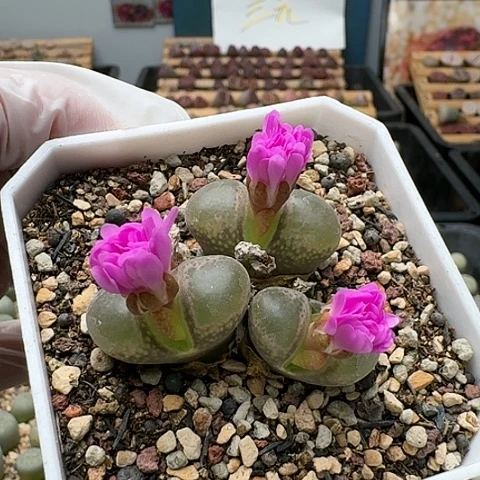 2765风铃母本带盆发货