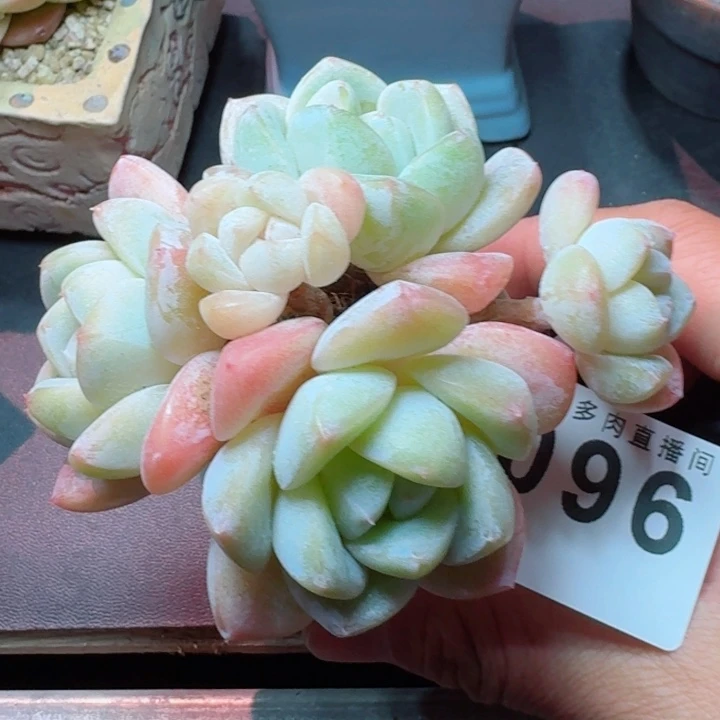 冰玉群生         精控精养多肉植物