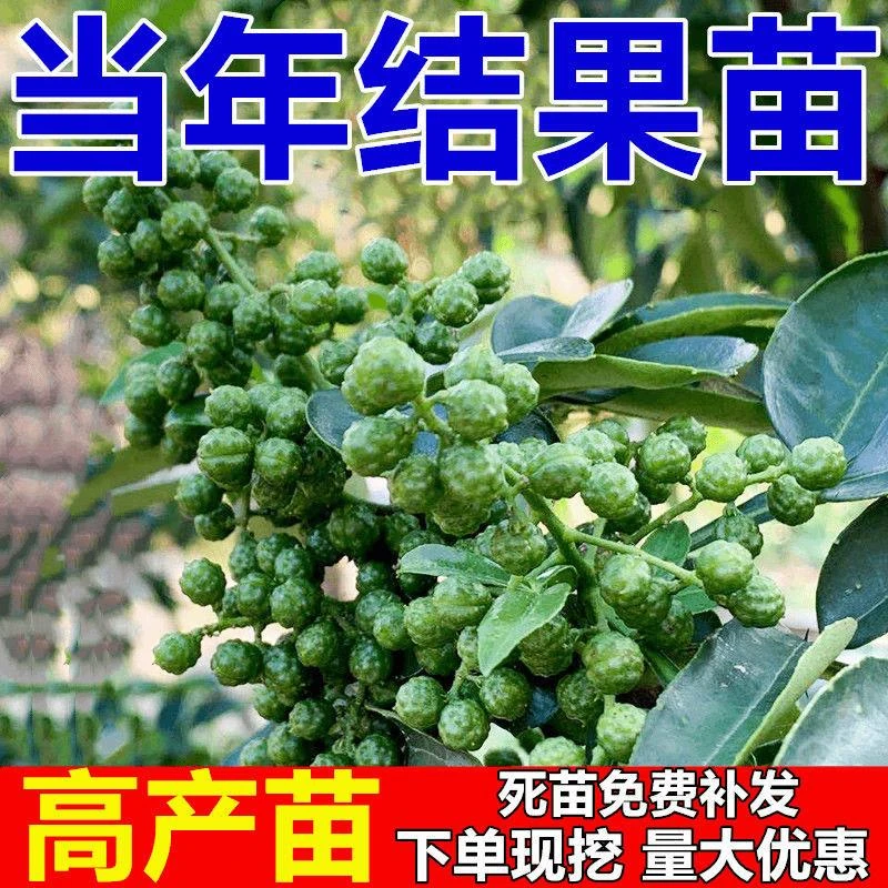 花椒树苗带土嫁接苗秧苗大红袍无刺麻椒胡椒藤椒青花椒农作物
