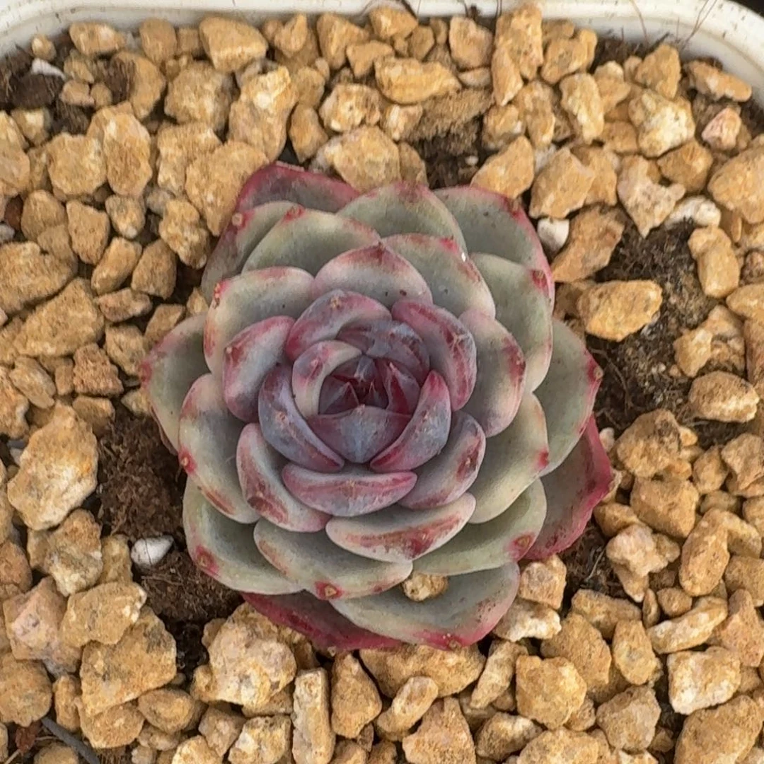 蓝色妖姬一物一拍