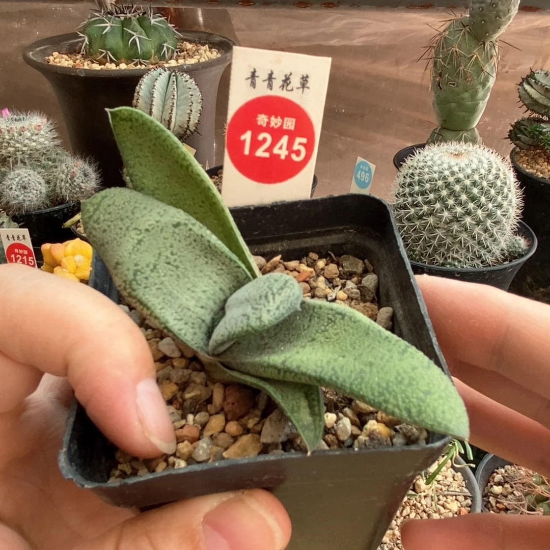 鹰转白密尤卧牛一棵