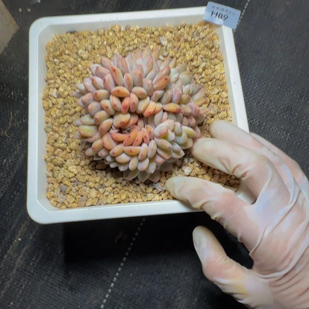 h h h h h h h h h h 89